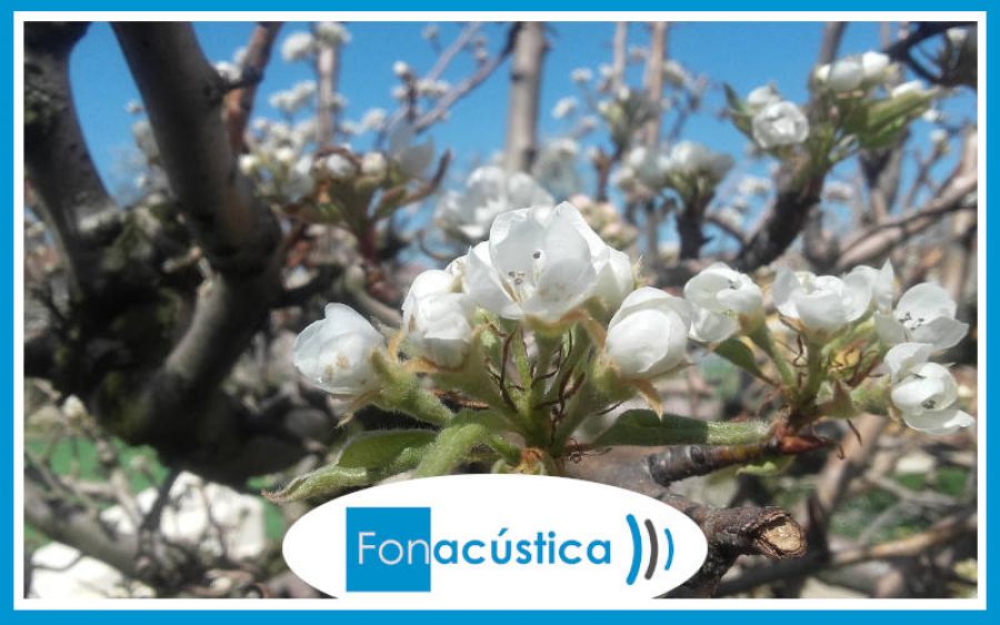 Fonacústica y la primavera